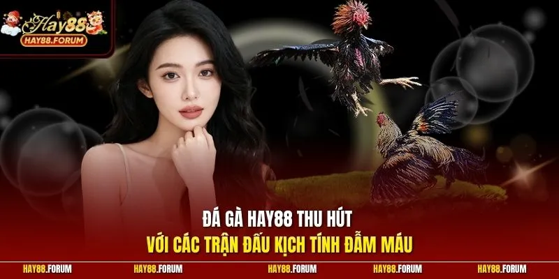 Đá gà HAY88 thu hút với các trận đấu kịch tính đẫm máu